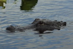 Fort Lauderdale, Florida: Airboat Ride at Everglades Holiday Park