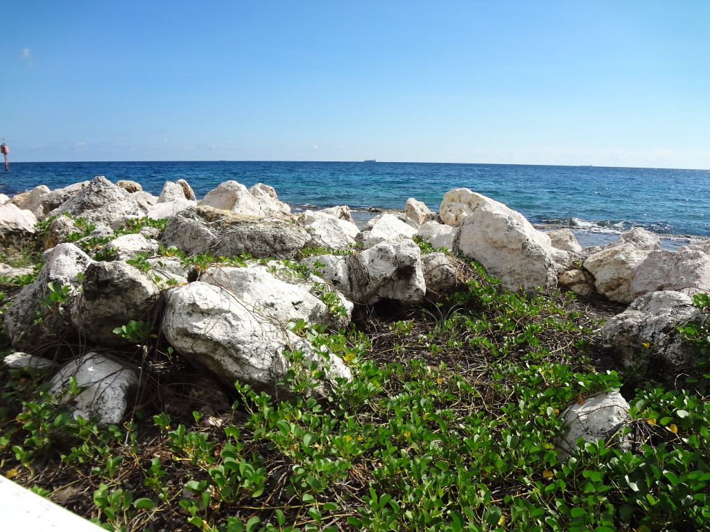 ocean rocks and vines