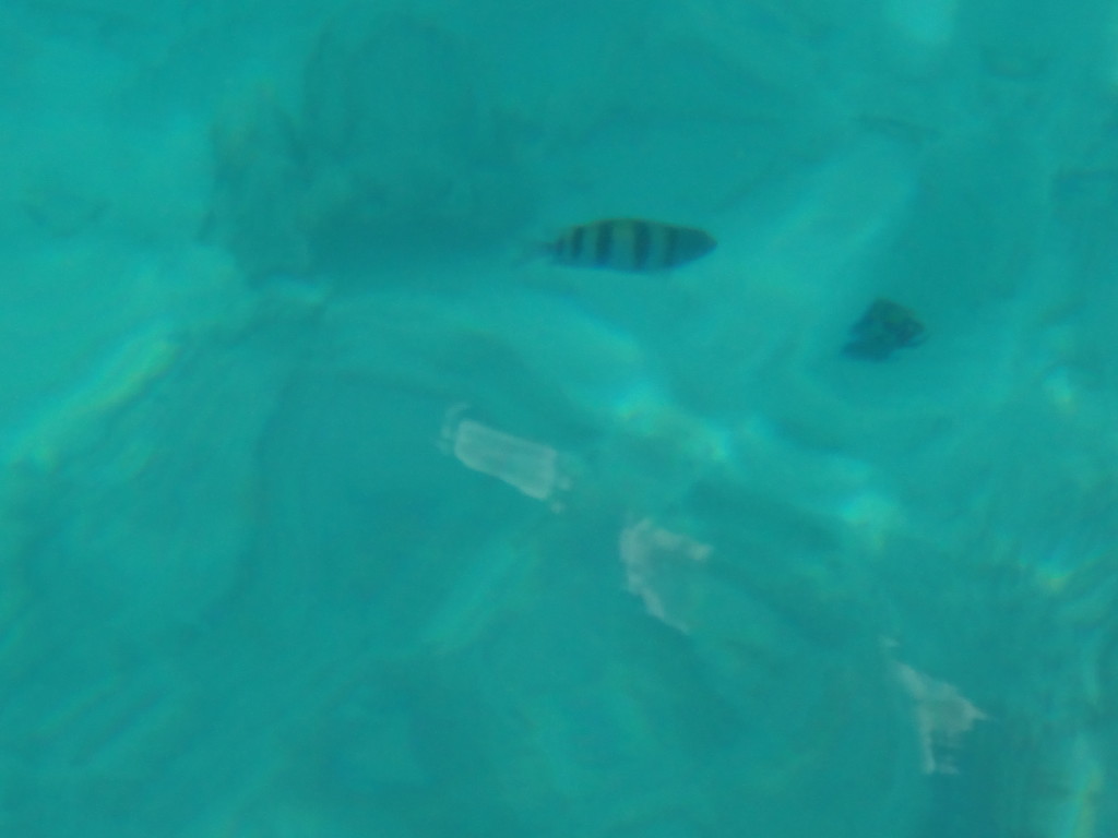 fish in the water off aruba