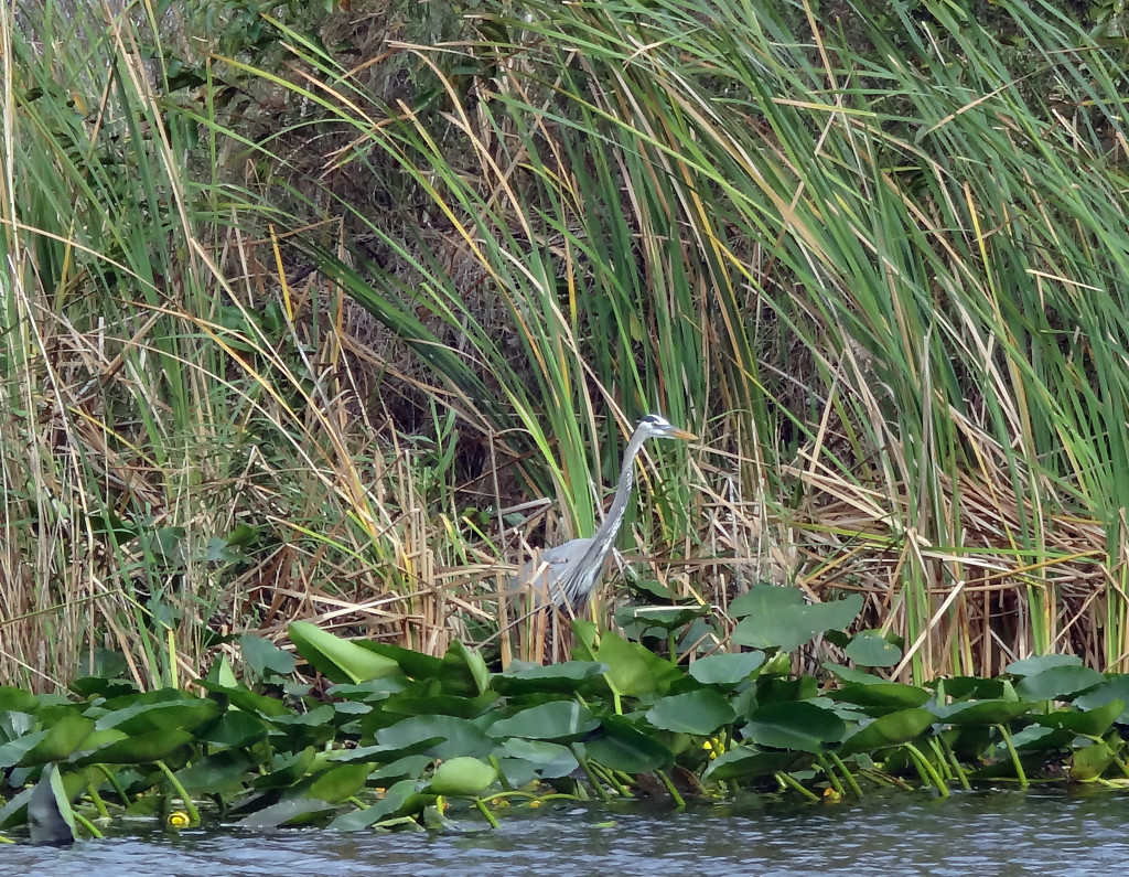 Great Blue Heron in Holiday Park