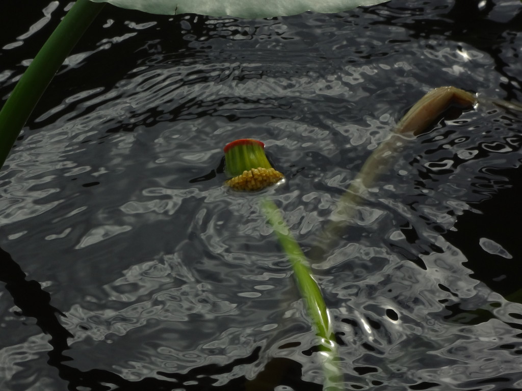 Water flower in Everglades