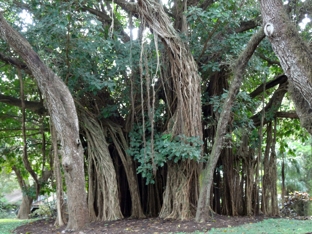 A Banyan tree