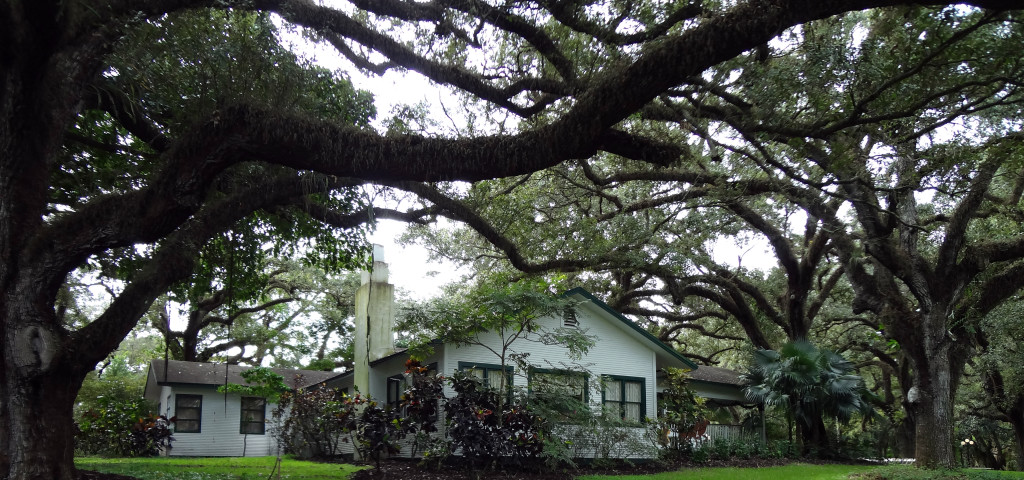 Wray House and live oaks