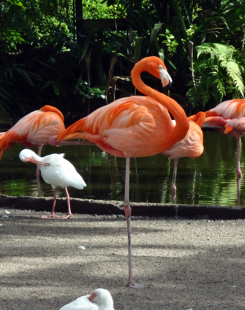 Flamingo Stereotype