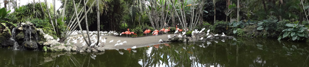 Flamingos and White Ibis