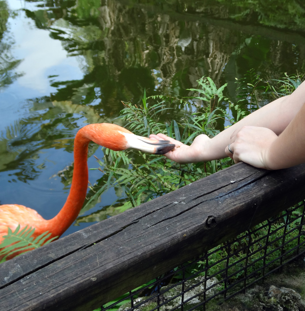 Hand-feeding a flamingo