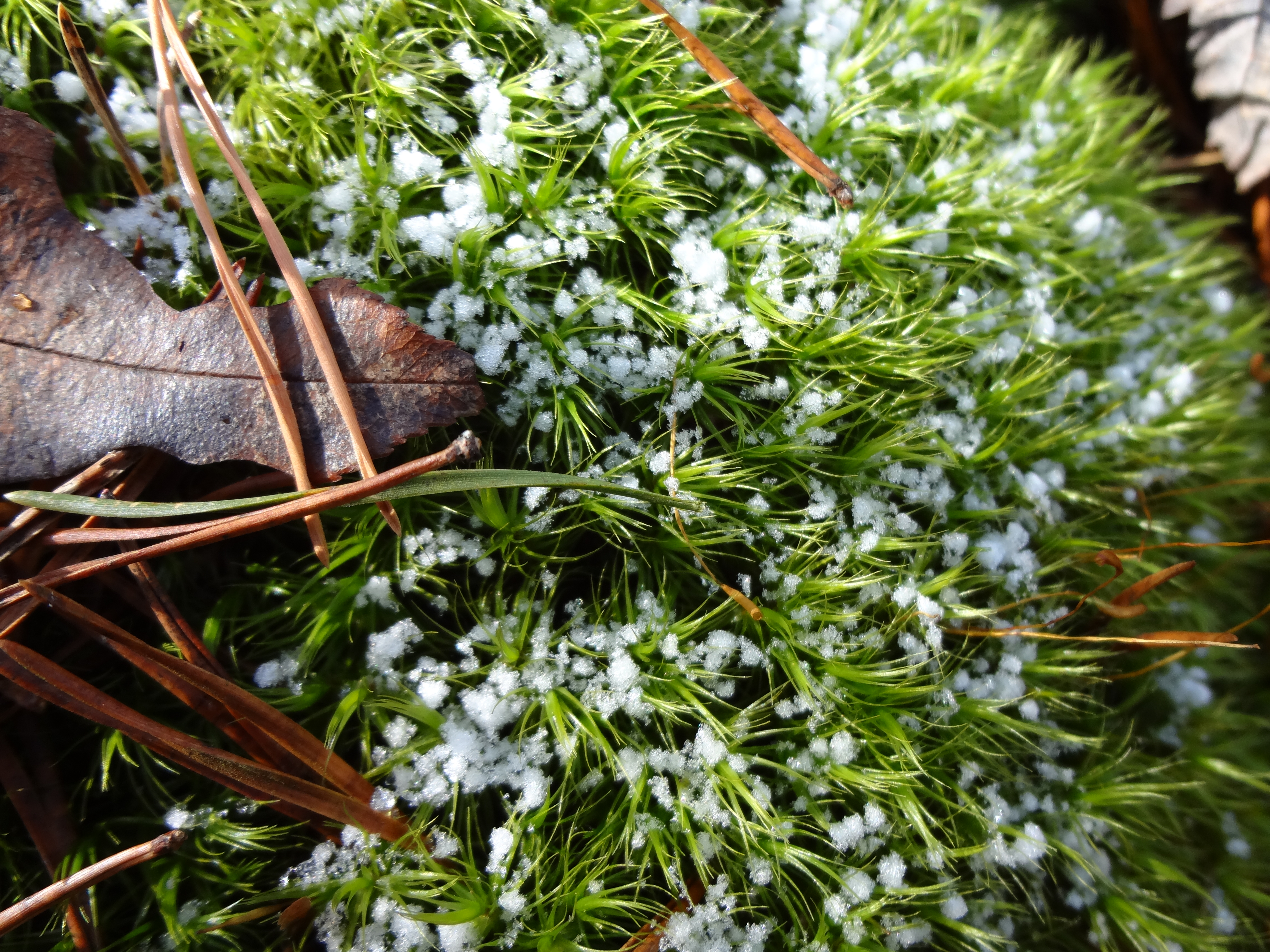 snow on moss