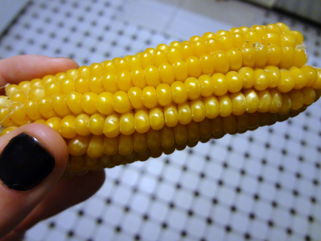 Popping Corn Cob