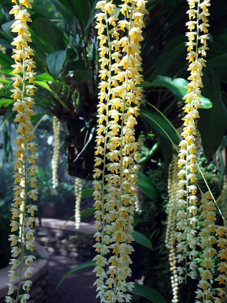 Dendrochilum magnum the Chain Orchid