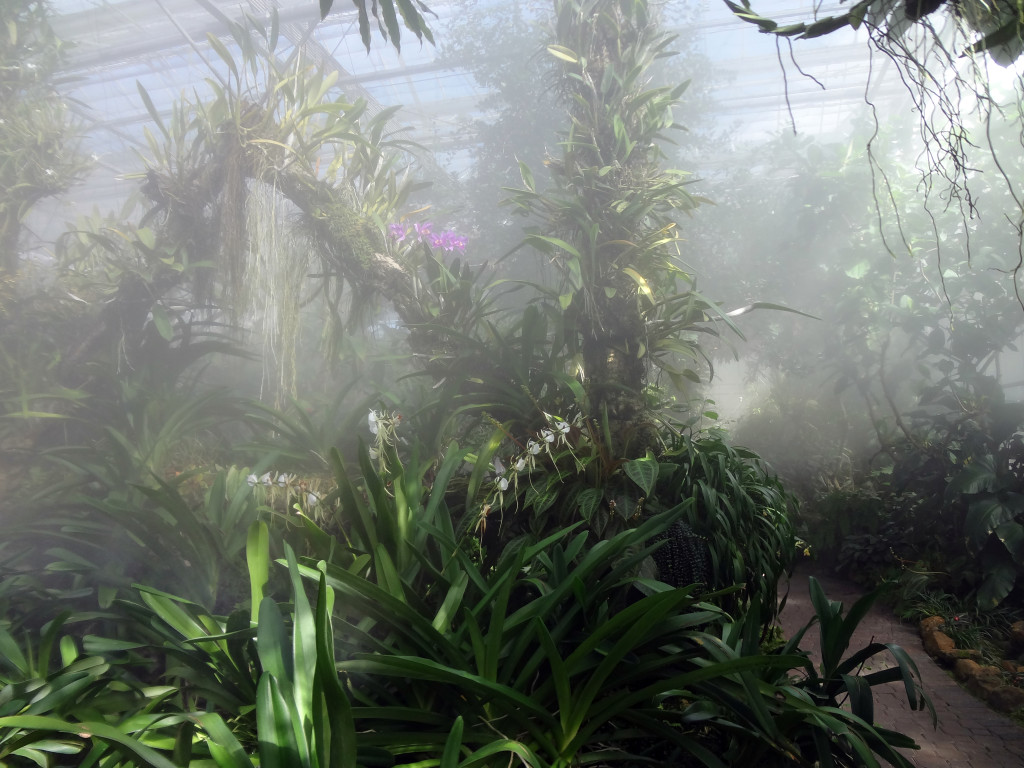 Misting the orchid house