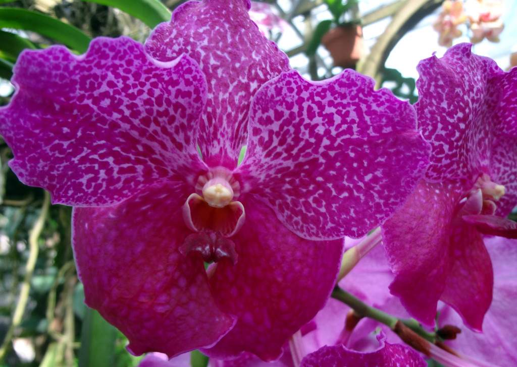 A very bright orchid