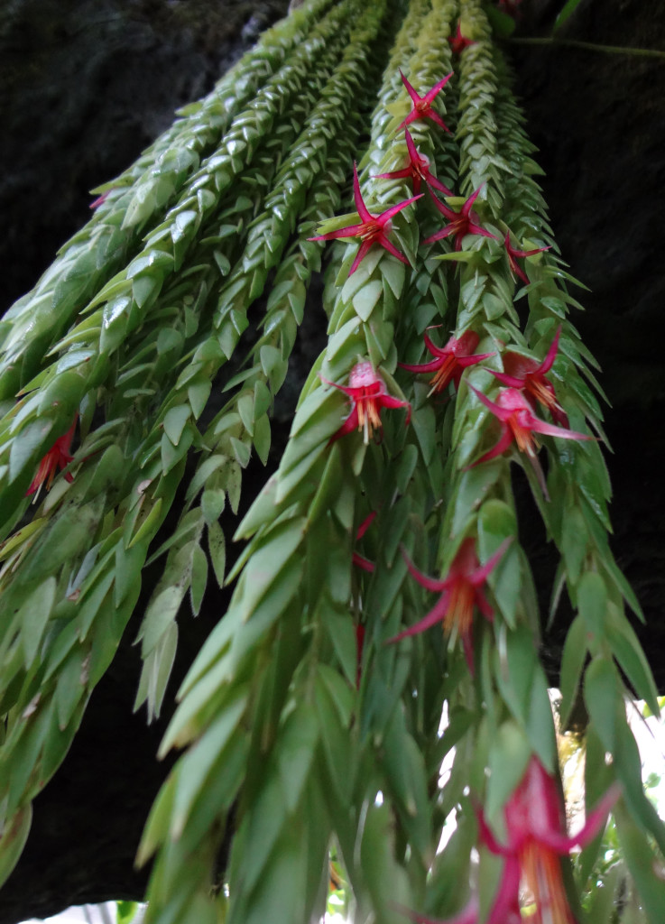 Ceratostema Rauhii, a very cool plant
