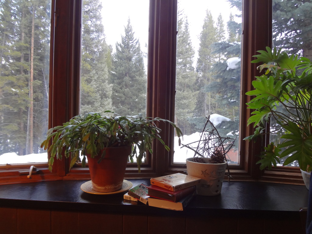 View from one of the bay windows. The other has an enormous jade plant in it.