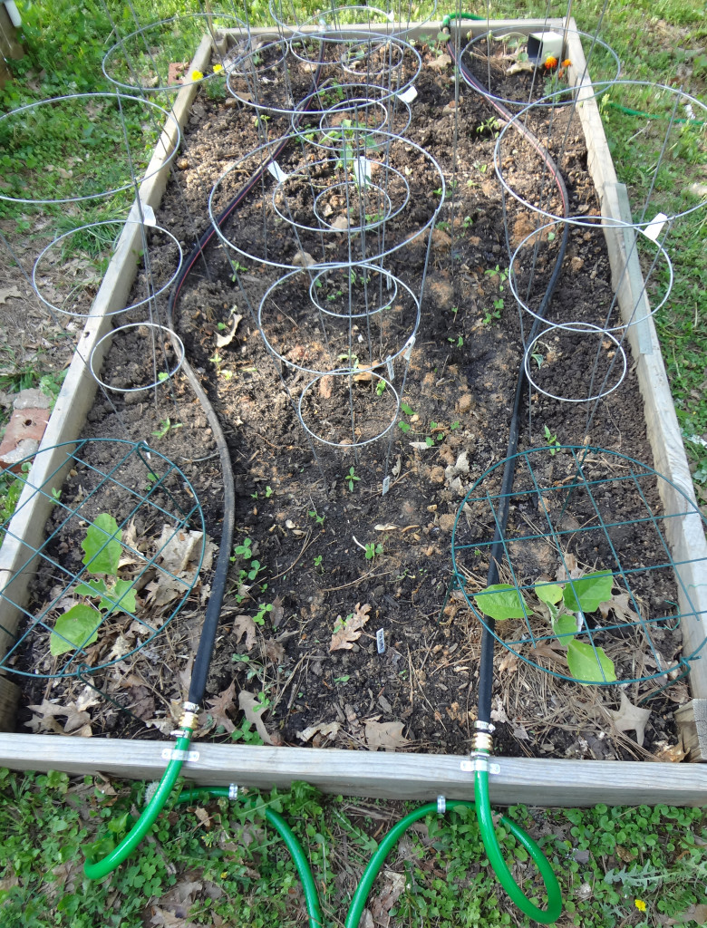 The first raised bed.
