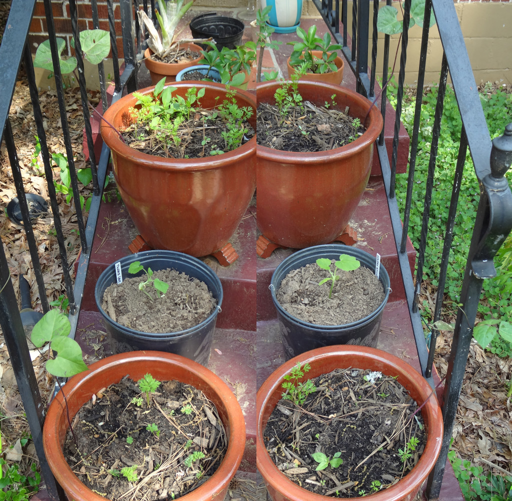 My porch setup with carrots, radishes, beans, and squashe.