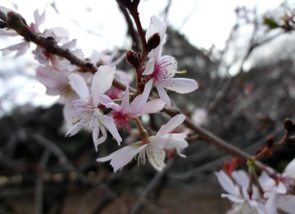 Cherry Blossom Trees at Shinjuku Gyoen garden