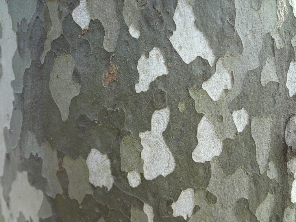 The distinctive sycamore tree bark