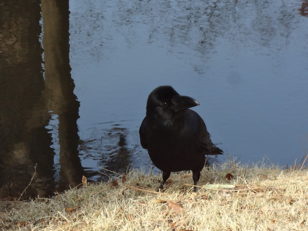 Nevermore raven