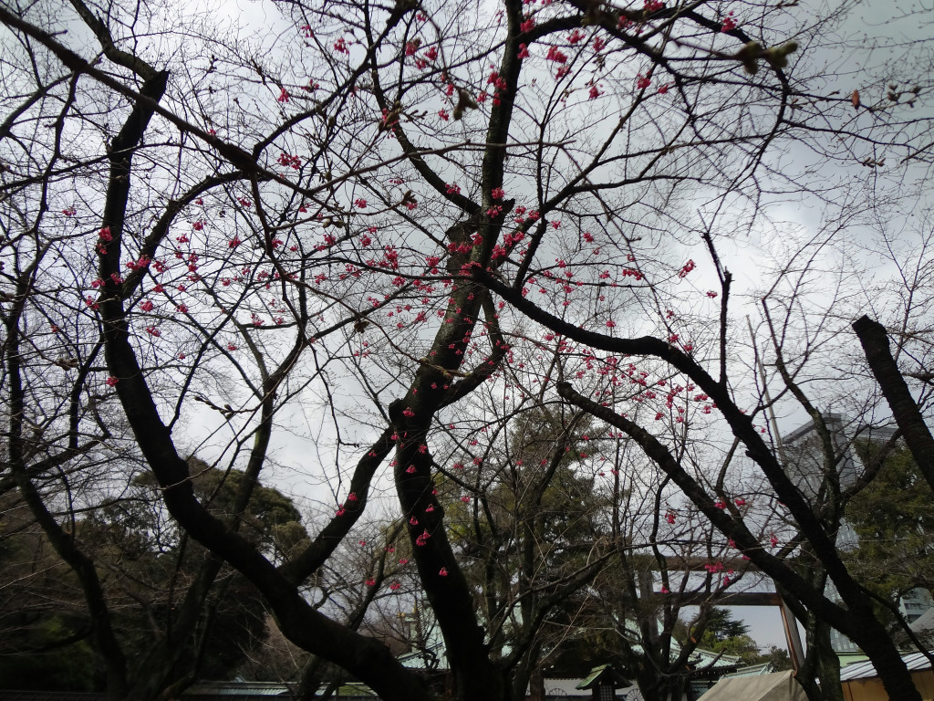 Cherry blossoms at ???? Yasukuni Jinja