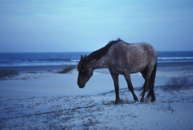 Feral Horse on Cumberland Island