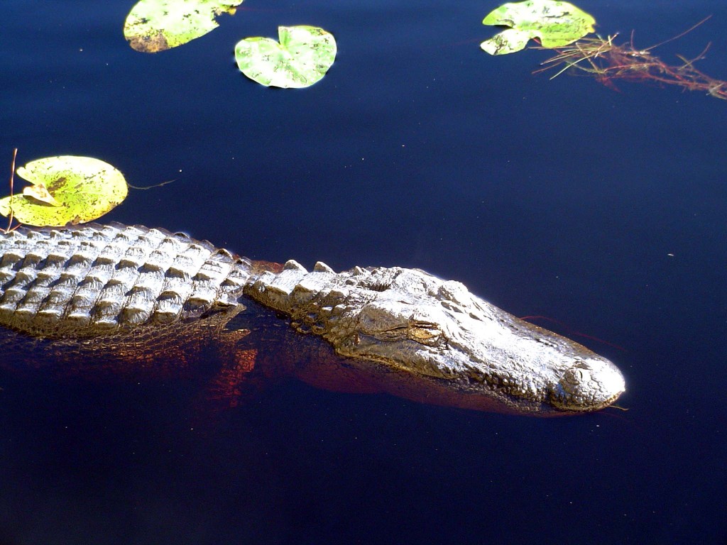 alligator-okefenokee