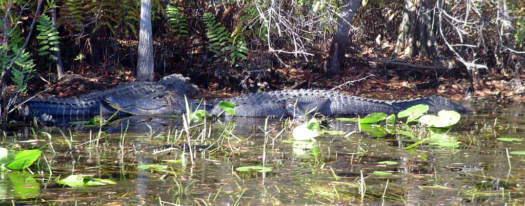 Alligators in the Okefenokee Swamp
