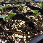 Seedlings in class