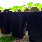 Bok choy seedlings