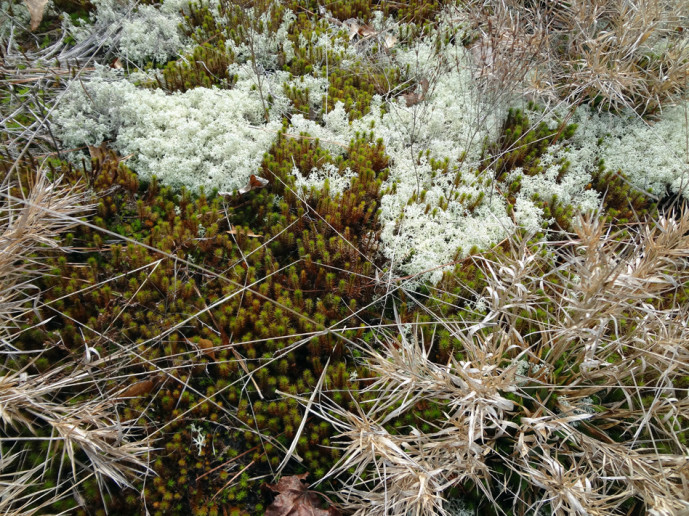 Lichen and moss on the mountain