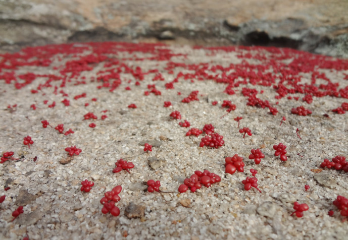 Diamorpha smallii scattered about in a sandy shallow