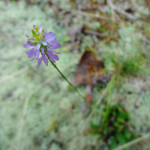 Flower and lichen