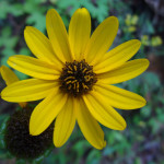 Native flower